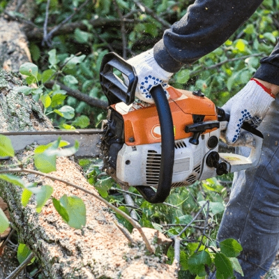 TREE REMOVAL